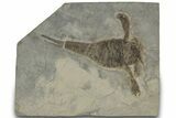 Eurypterus (Sea Scorpion) Fossil - New York #310234-1